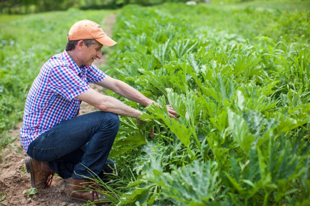 A man in a checkered shirt and orange cap kneels to inspect a green leafy plant in a garden or farm setting.