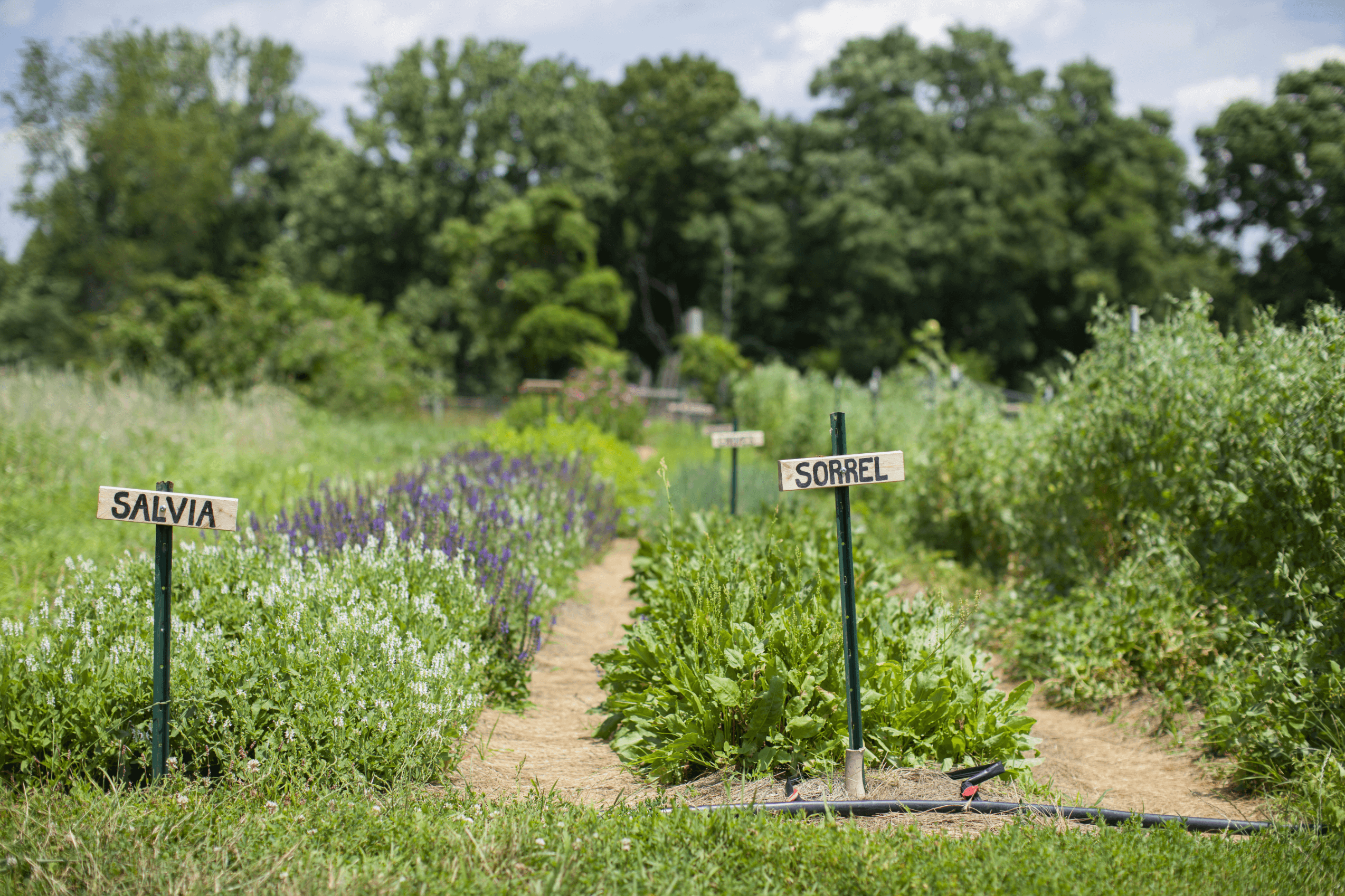 A garden with labeled paths of salvia and sorrel plants, surrounded by greenery and trees in the background.