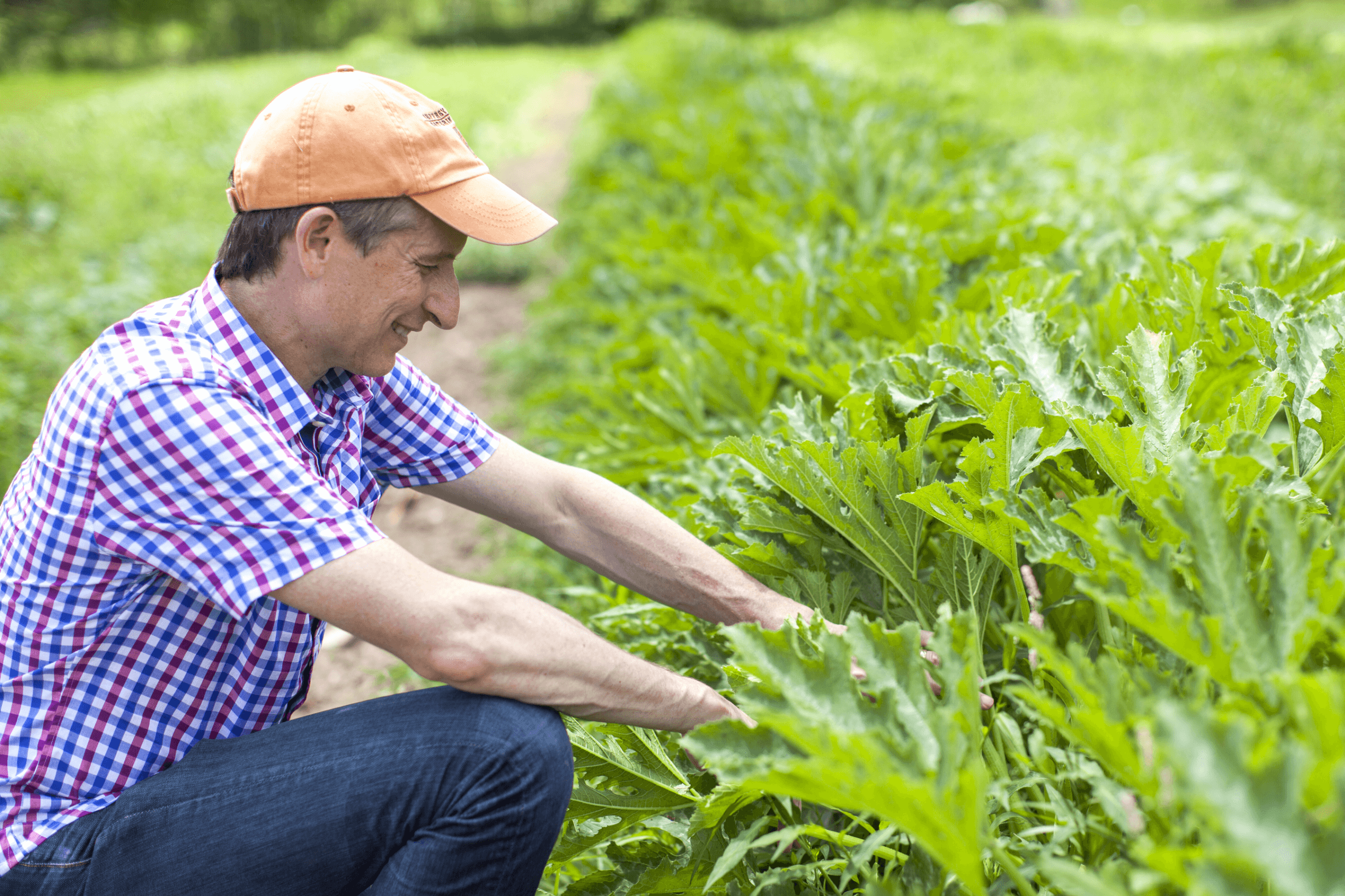 A man in a plaid shirt and cap examines green leafy plants in a field.