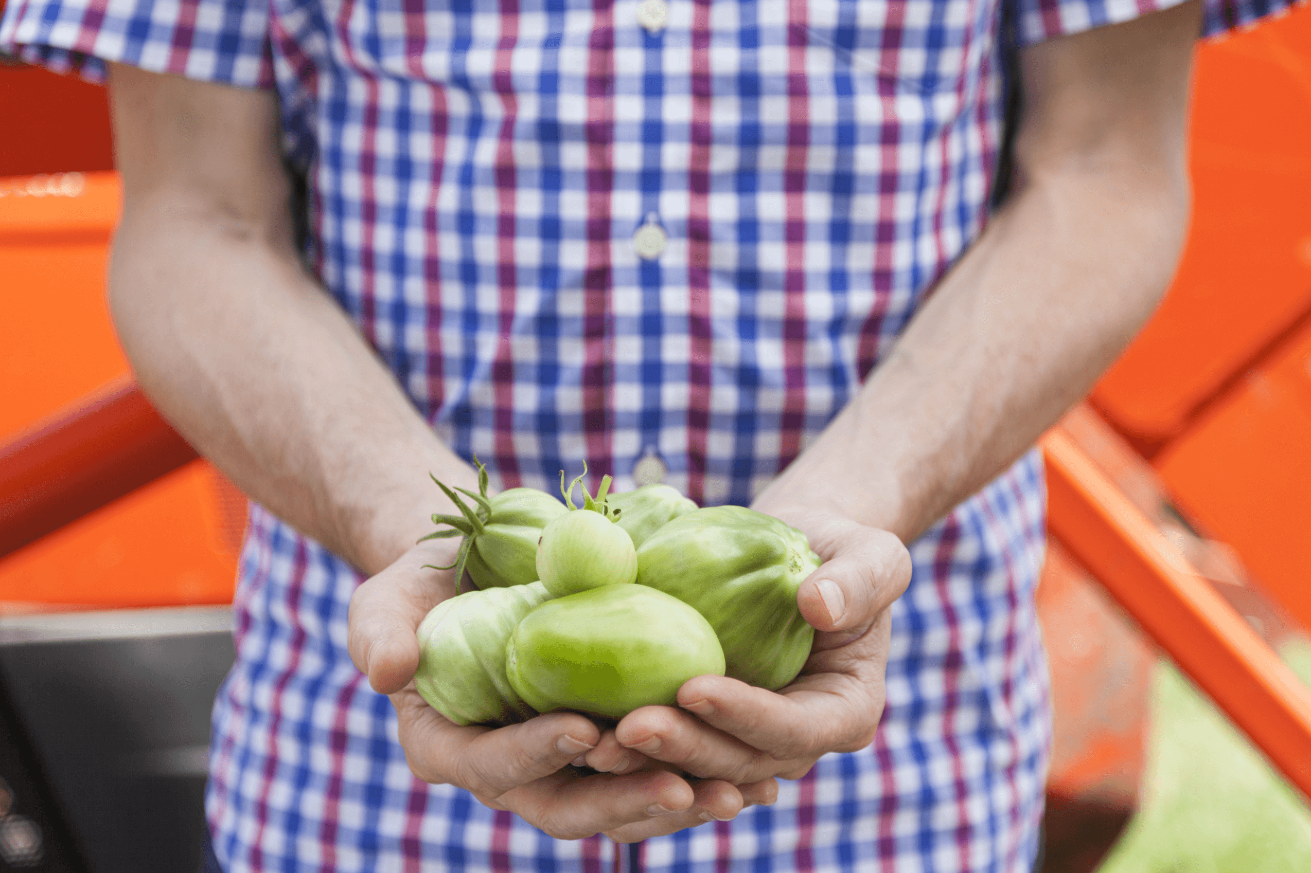 Person in a checkered shirt holding a handful of green tomatoes with a background of orange and black.