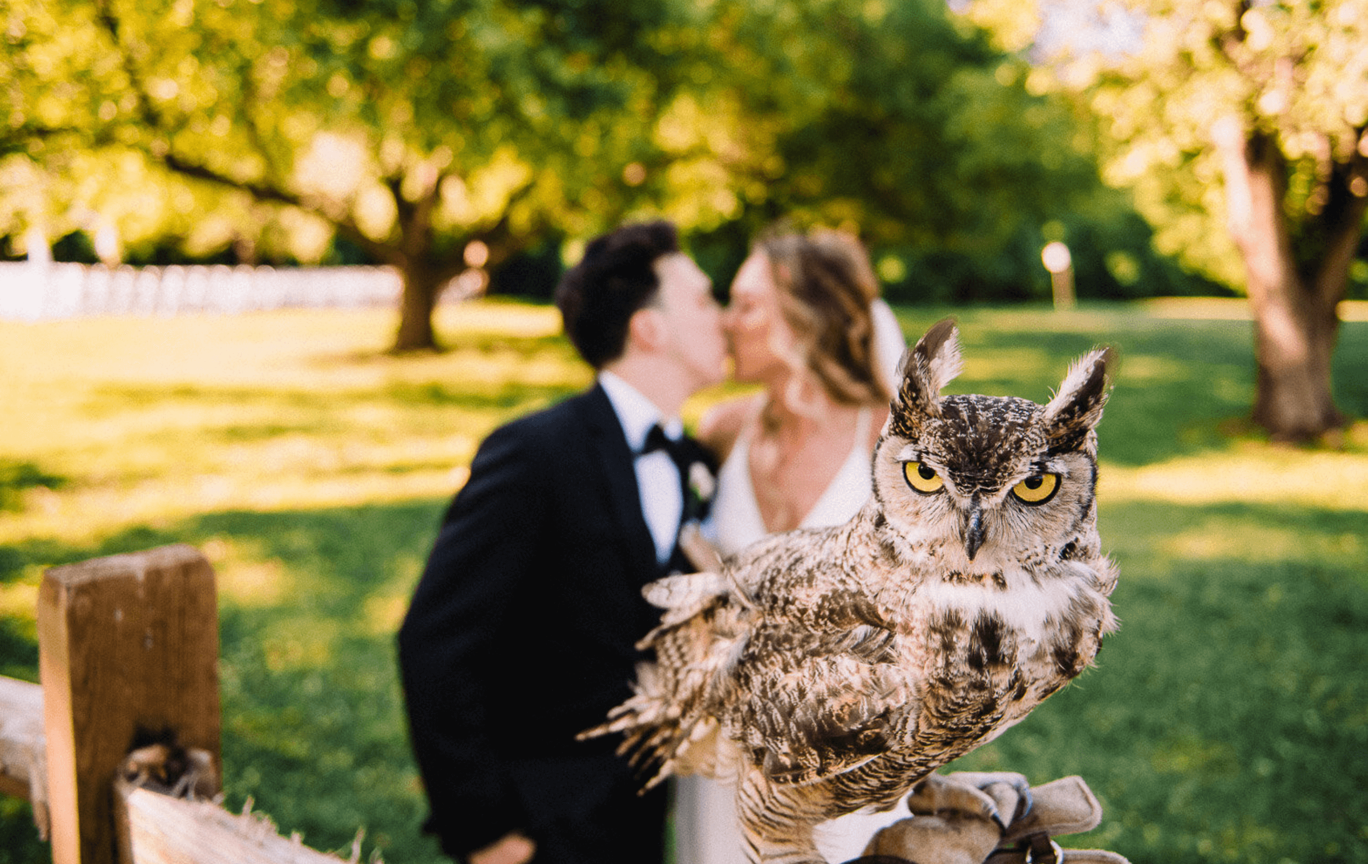 An owl perches on a wooden fence in the foreground, while a couple dressed in formal attire kisses in the blurred background within a sunlit park.