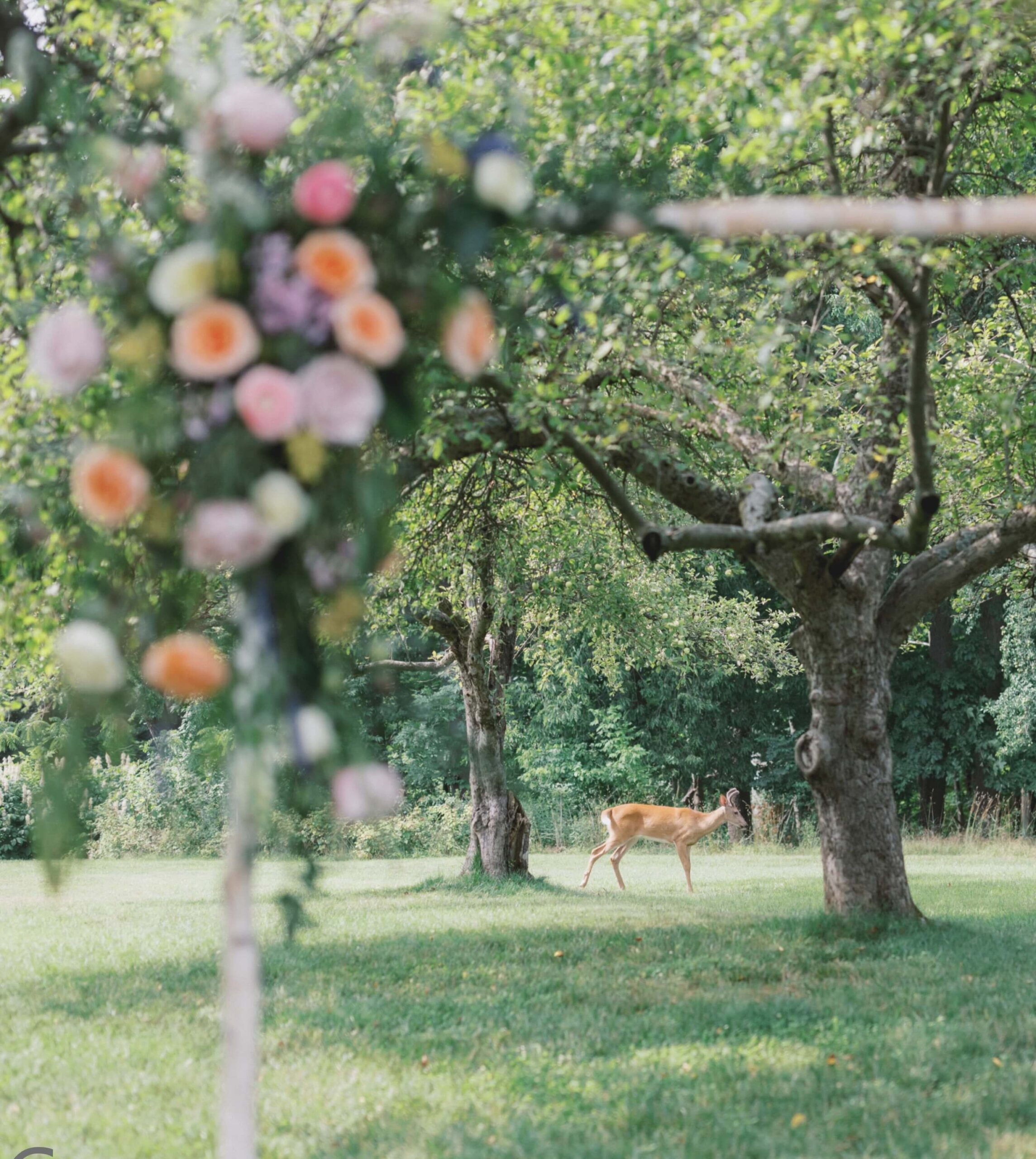 A deer stands in a grassy area surrounded by trees. Blurred flowers in the foreground partially frame the scene.