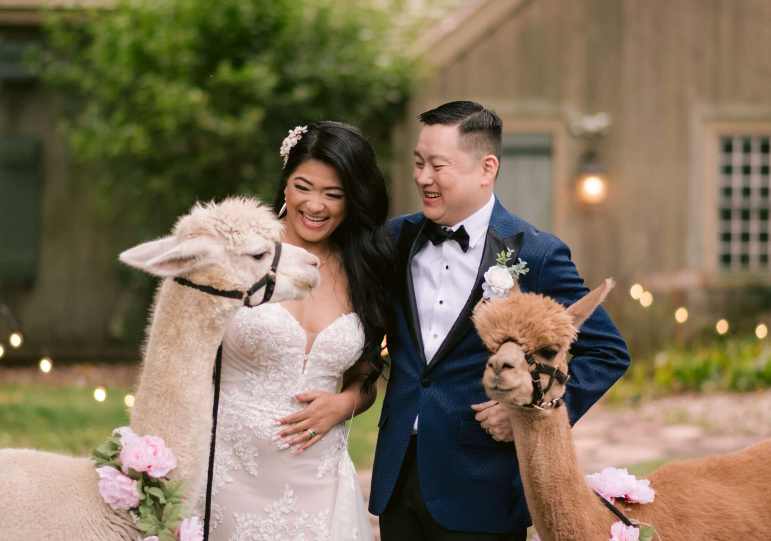 A bride and groom in formal attire stand outside, smiling at two alpacas adorned with flowers.