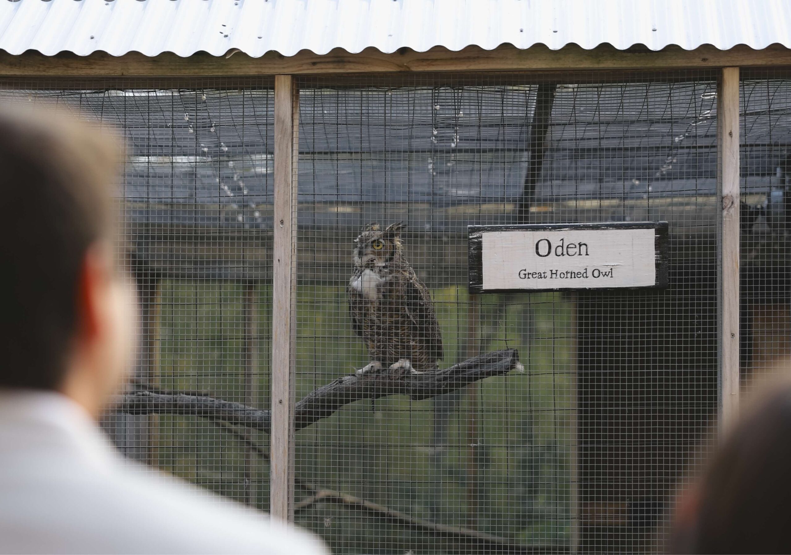 An owl perches on a branch inside a wire enclosure labeled 